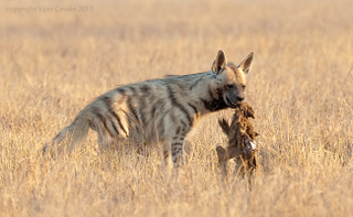 Illustration for article titled Wednesday Hyena - Hyaena hyaena Edition